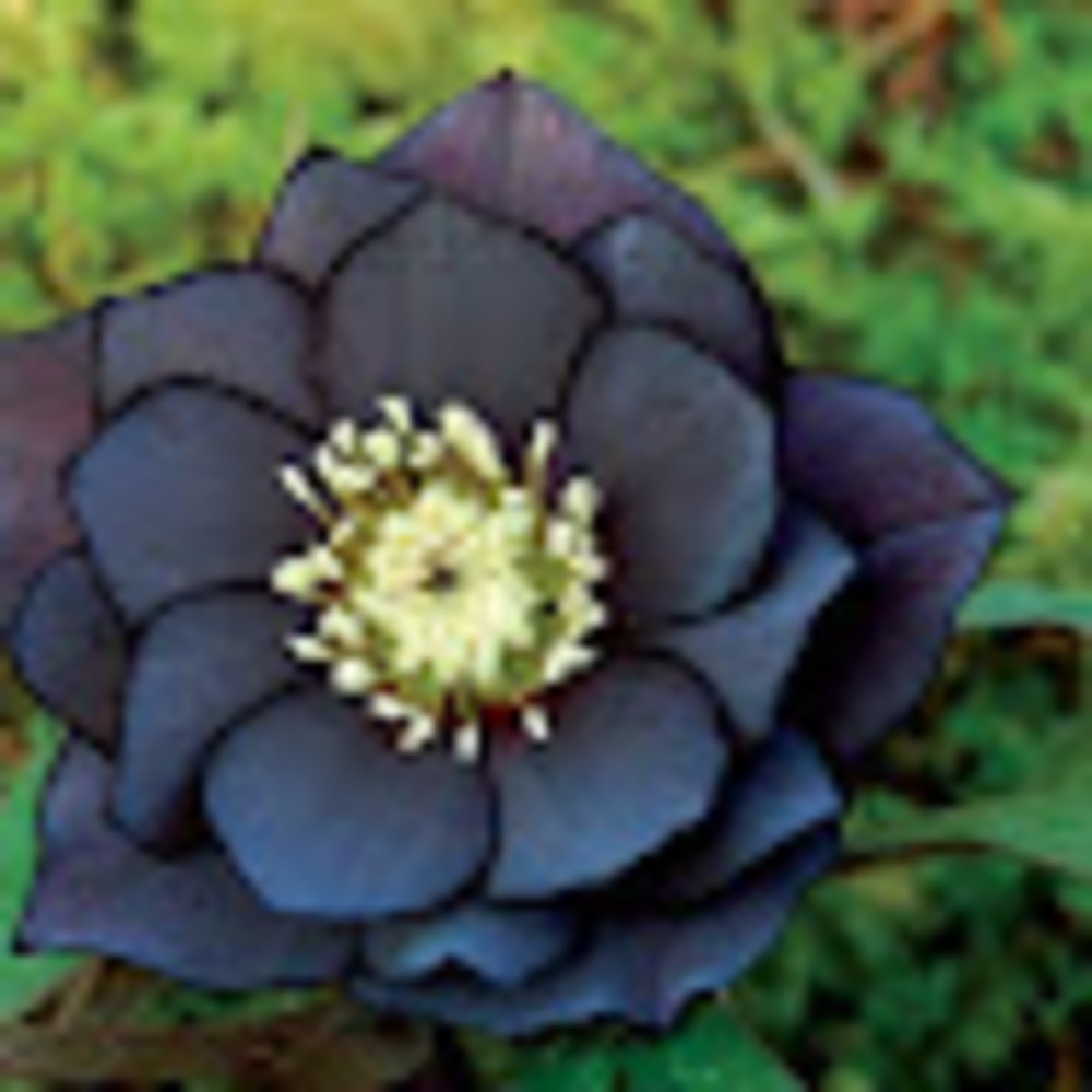 Meet your Posher, Ave